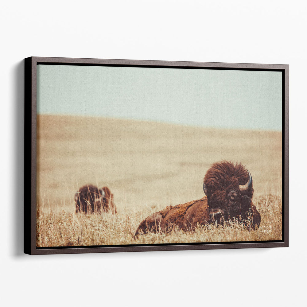 Tall Grass Bison - Canvas Print Wall Art