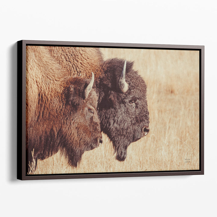 Bison Pair - Canvas Print Wall Art