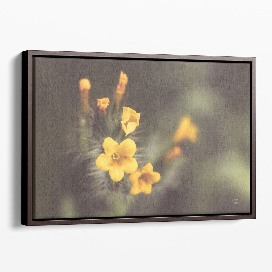 Common Fiddleneck II - Canvas Print Wall Art