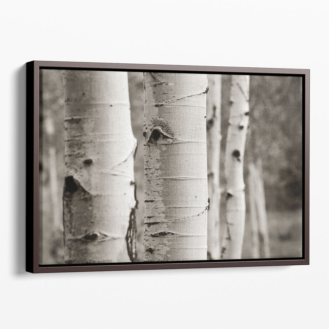 Aspens III - Canvas Print Wall Art