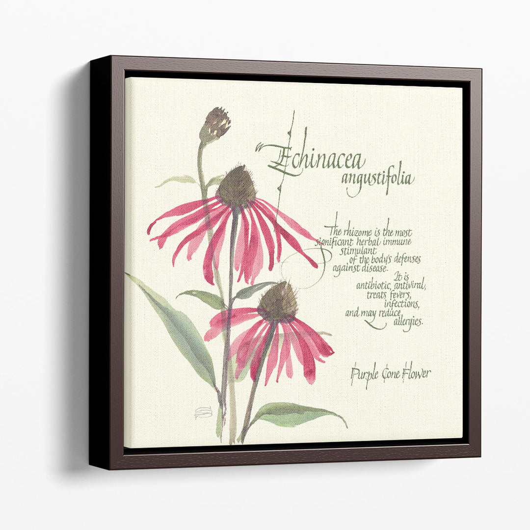 Echinacea - Canvas Print Wall Art