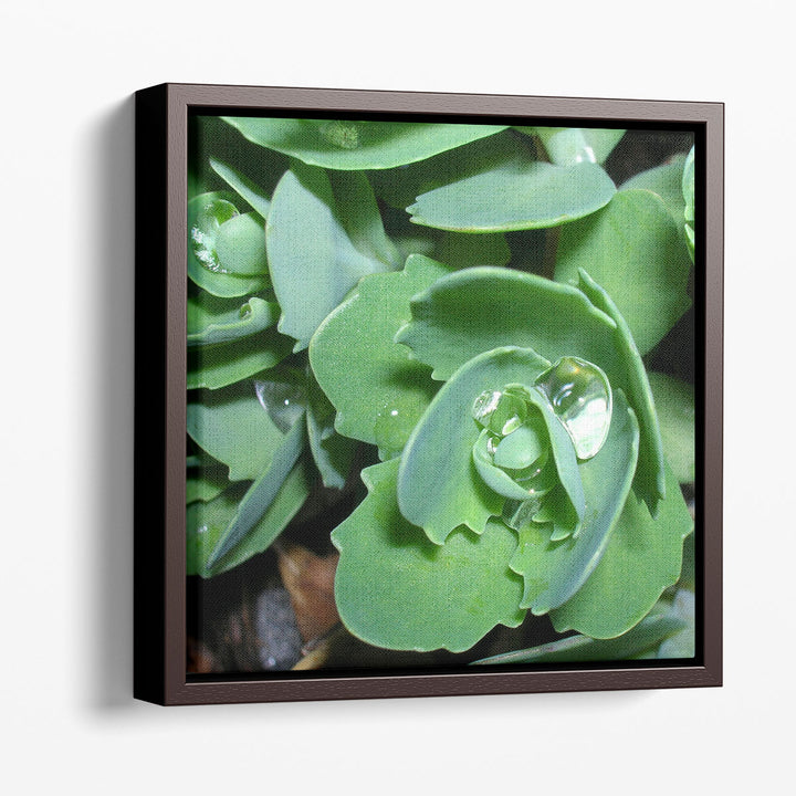 Succulence II - Canvas Print Wall Art