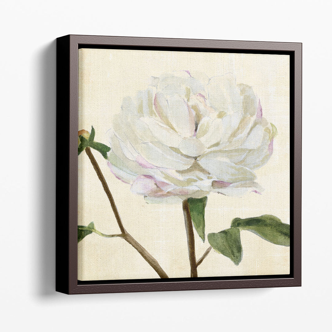 Peony in Bloom I - Canvas Print Wall Art