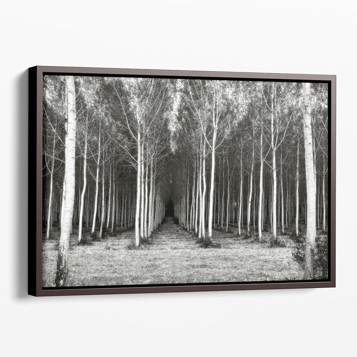 Alley At Lac Duby Black And White - Canvas Print Wall Art