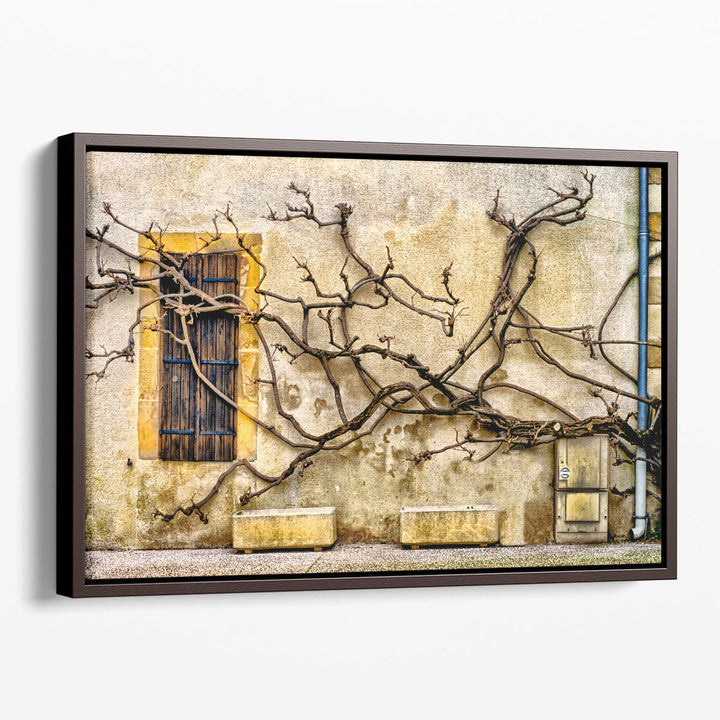 Vines Of Navarrenx - Canvas Print Wall Art