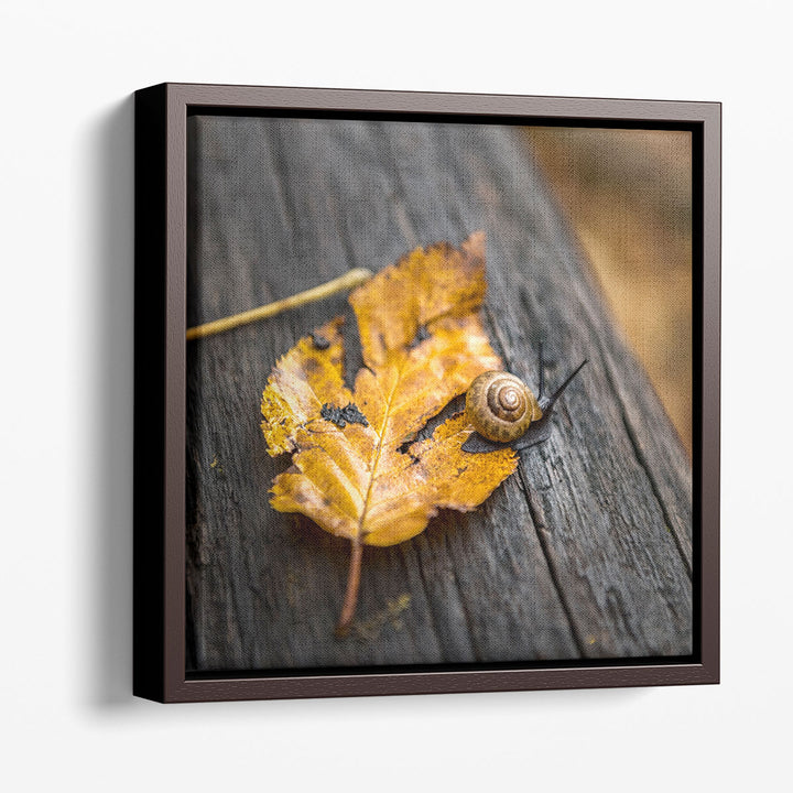 Snails Pace - Canvas Print Wall Art