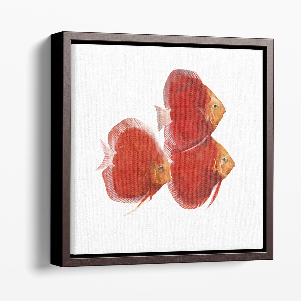 Discus Fish VI - Canvas Print Wall Art