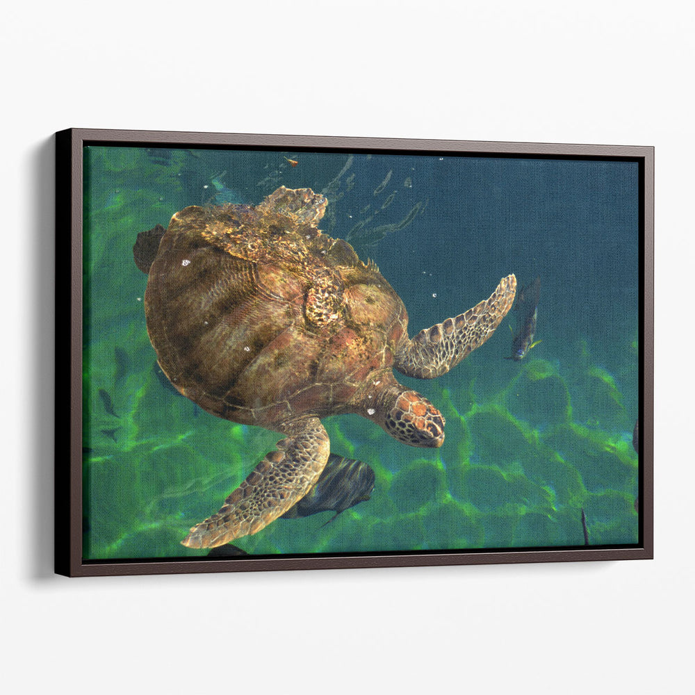 Aegean Sea Turtles III - Canvas Print Wall Art