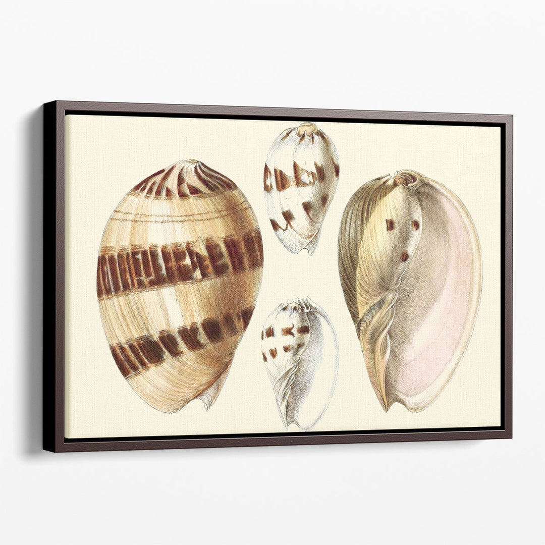 Splendid Shells VII - Canvas Print Wall Art