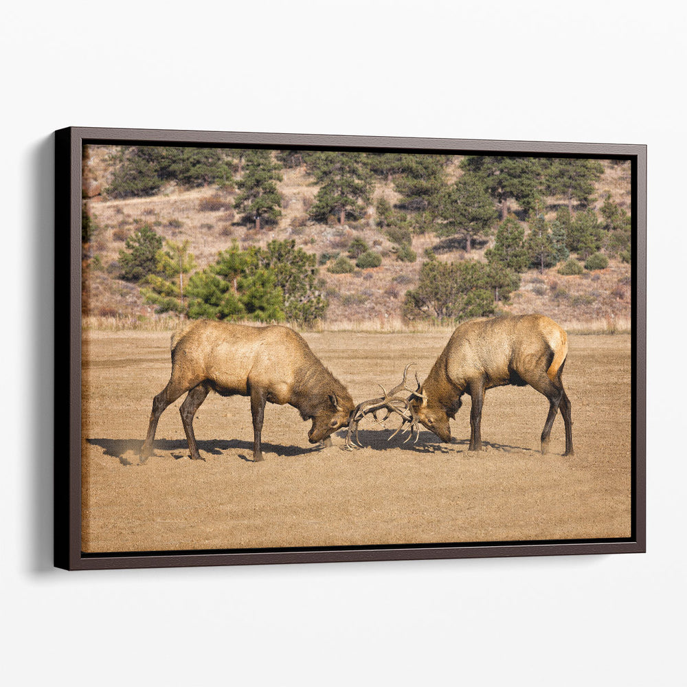 Two Elks I - Canvas Print Wall Art