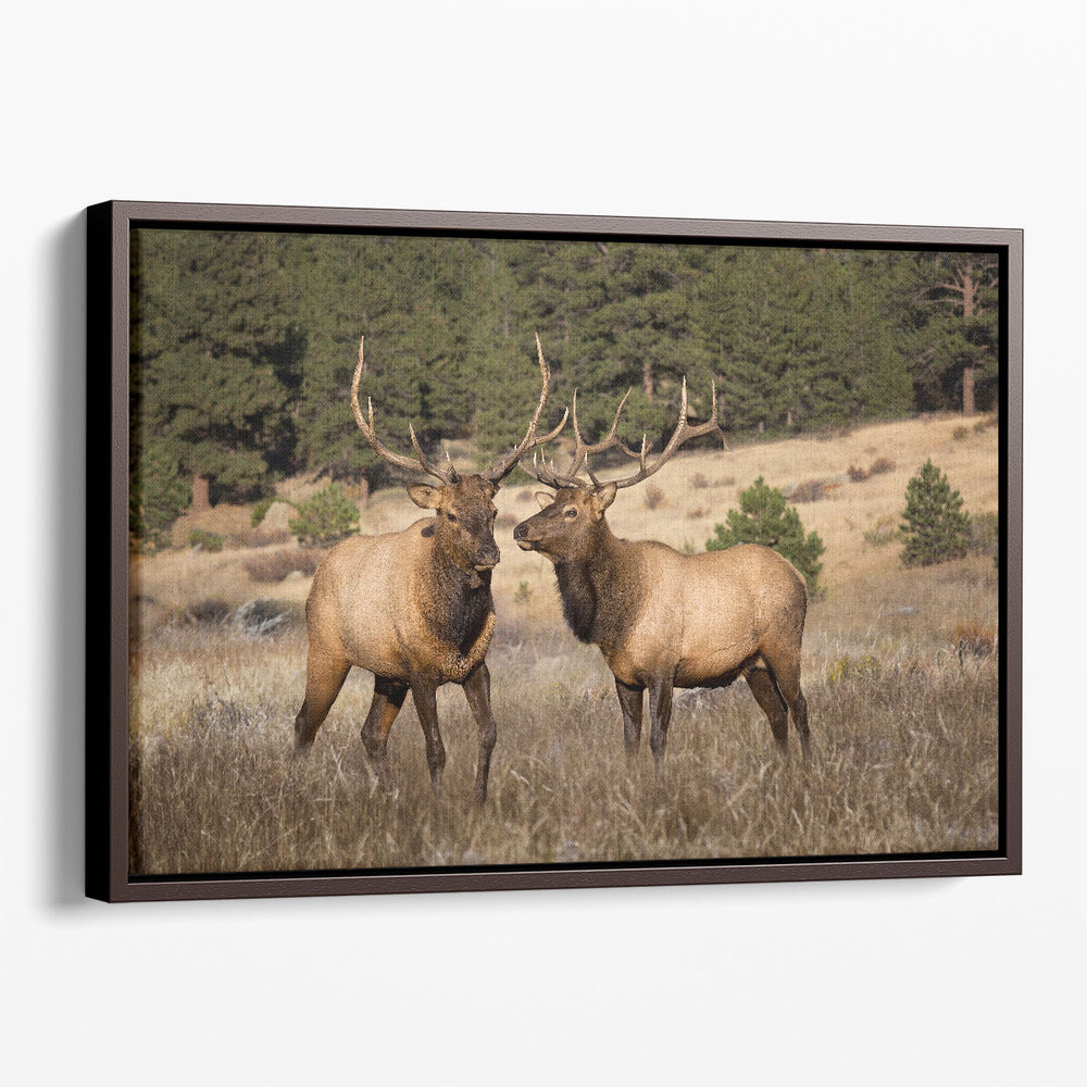 Two Elks II - Canvas Print Wall Art