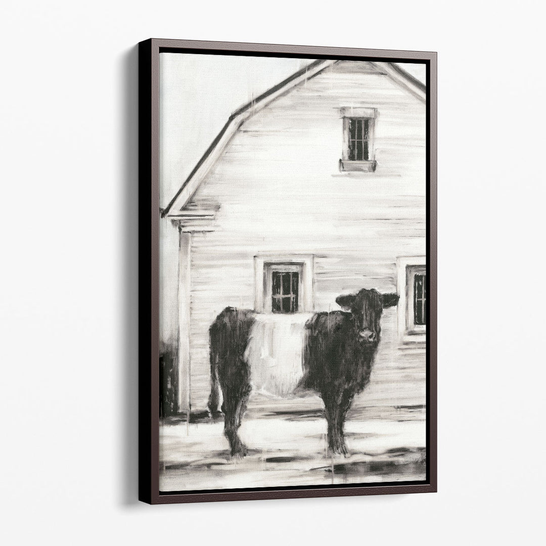 Belted Galloway I - Canvas Print Wall Art