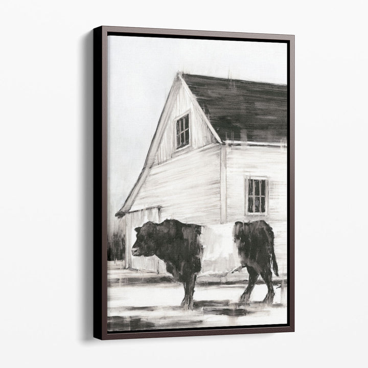 Belted Galloway II - Canvas Print Wall Art