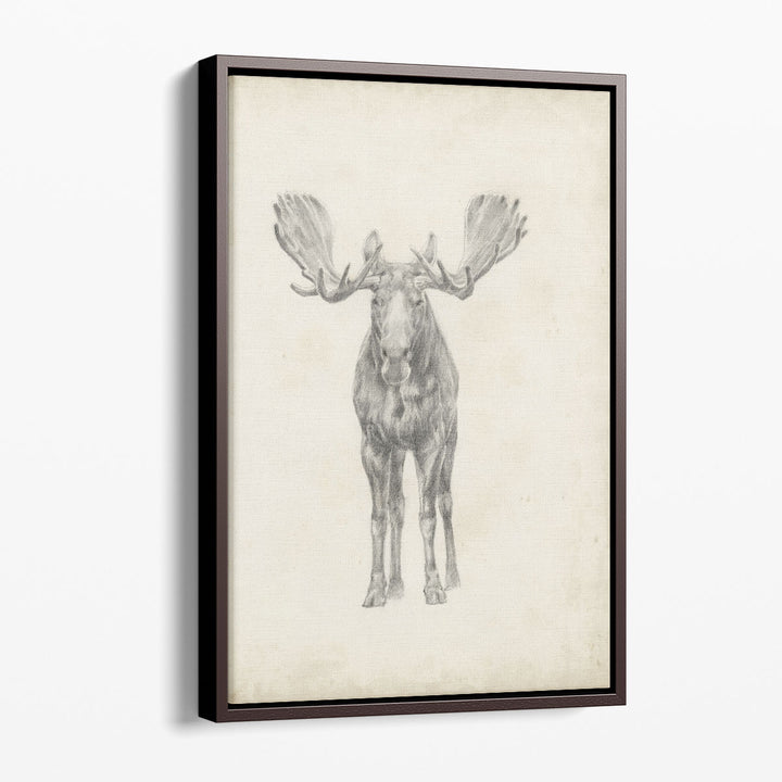 Moose Study - Canvas Print Wall Art