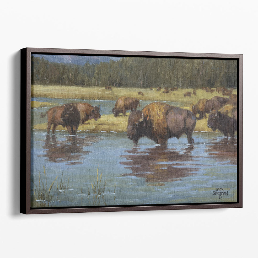 Buffalo Crossing - Canvas Print Wall Art