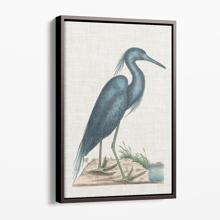 Catesby Heron II - Canvas Print Wall Art