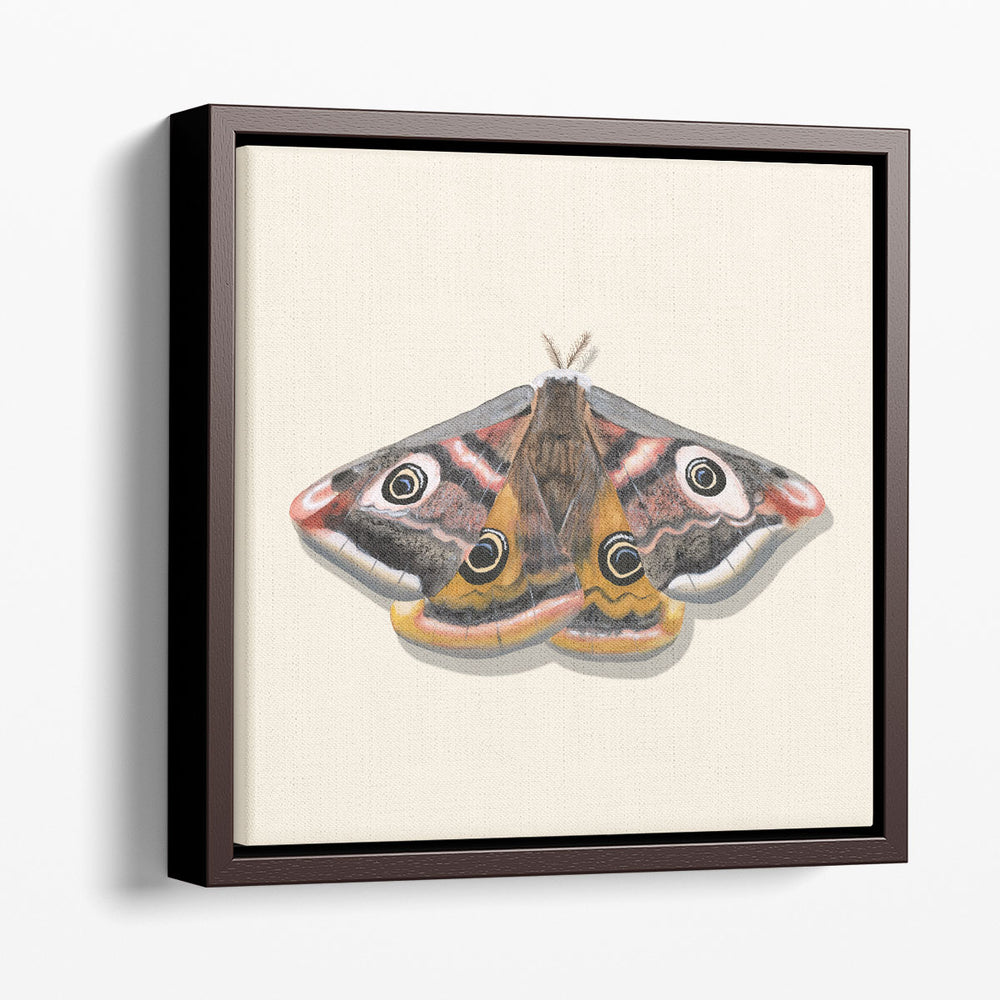 Watercolor Moths I - Canvas Print Wall Art