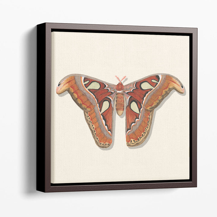 Watercolor Moths II - Canvas Print Wall Art