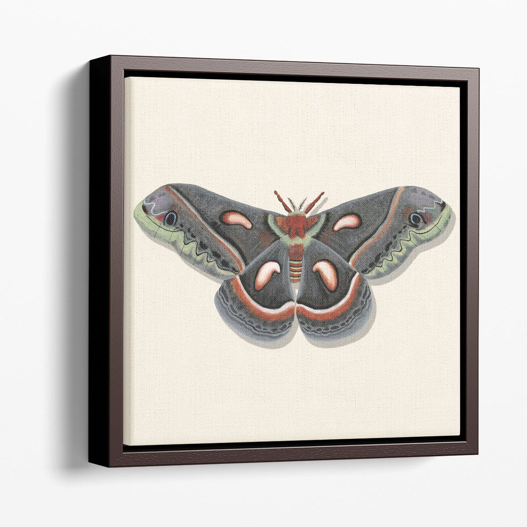 Watercolor Moths III - Canvas Print Wall Art