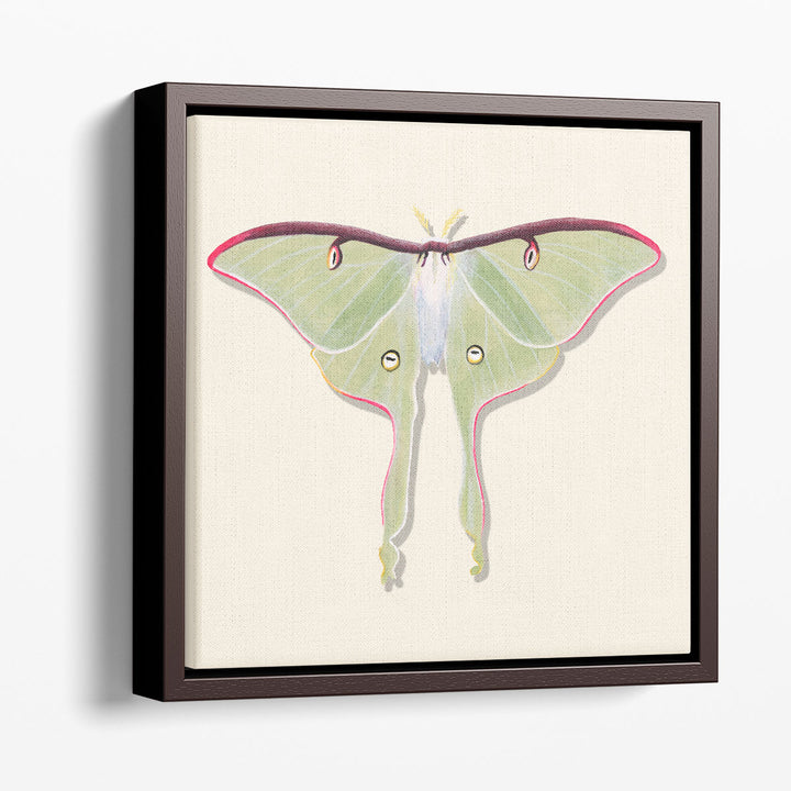 Watercolor Moths IV - Canvas Print Wall Art