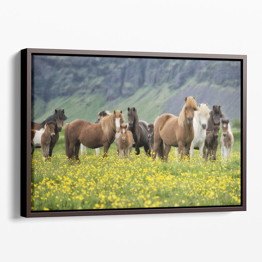 Icelandic Horses VII - Canvas Print Wall Art