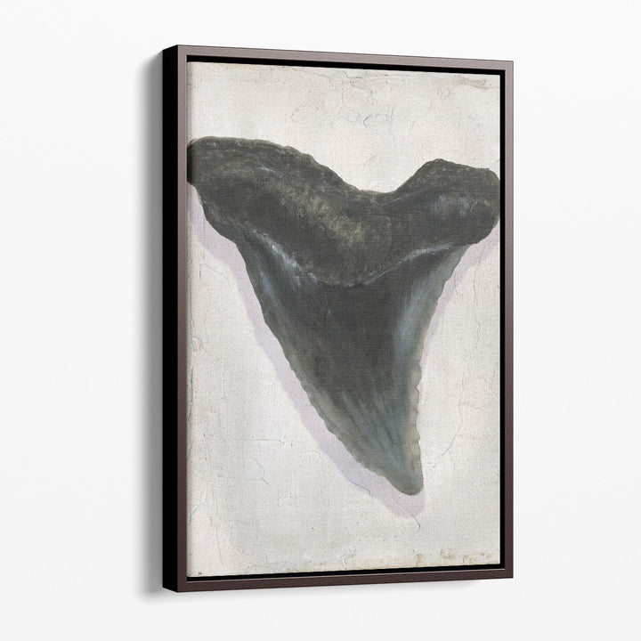 Watercolor Sharks Tooth I - Canvas Print Wall Art