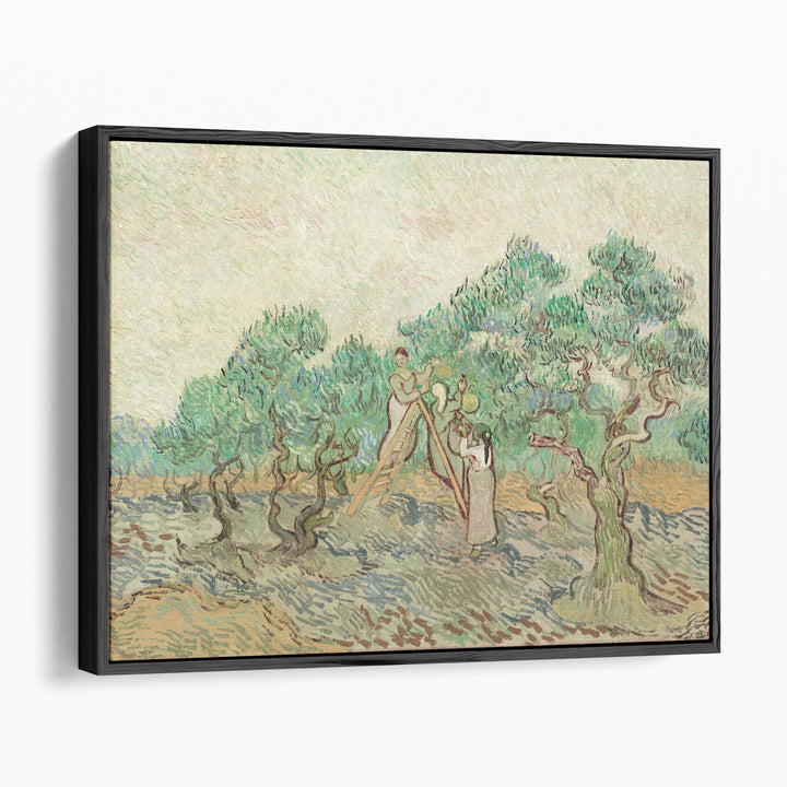 The Olive Orchard, 1889 - Canvas Print Wall Art