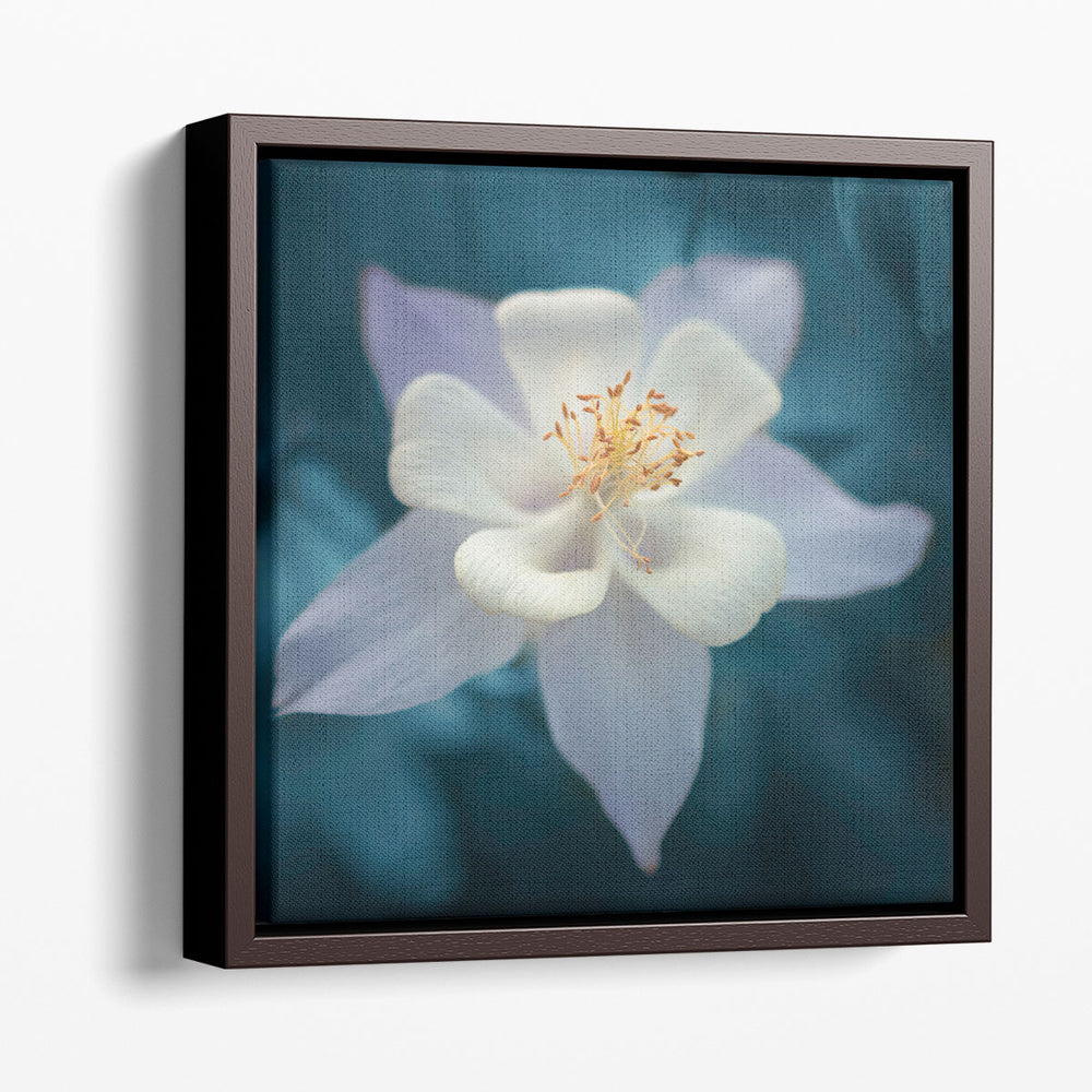 Aquilegia - Canvas Print Wall Art