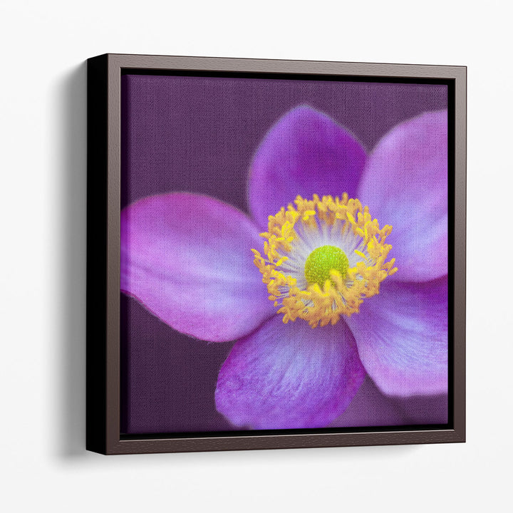 Close-up of Anemone Flowers 2 - Canvas Print Wall Art