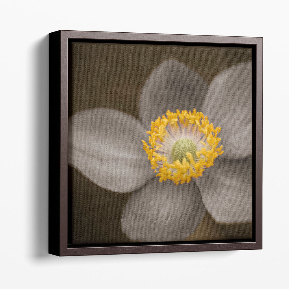 Close-up of Anemone Flowers 3 - Canvas Print Wall Art