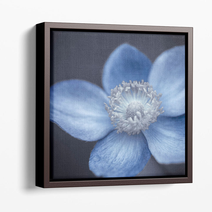 Close-up of Anemone Flowers 4 - Canvas Print Wall Art