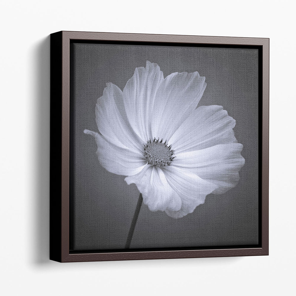 Cosmos Flower 1 - Canvas Print Wall Art