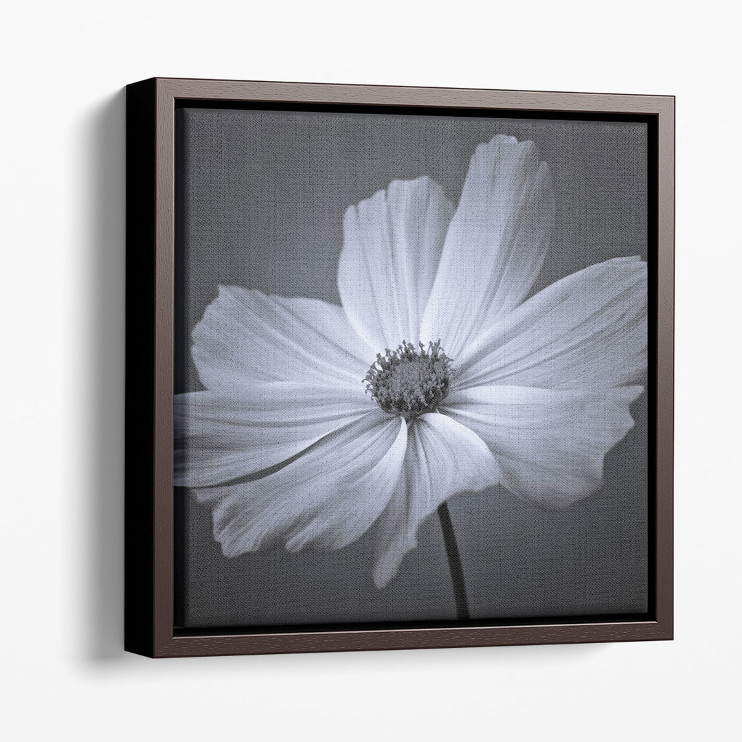 Cosmos Flower 2 - Canvas Print Wall Art