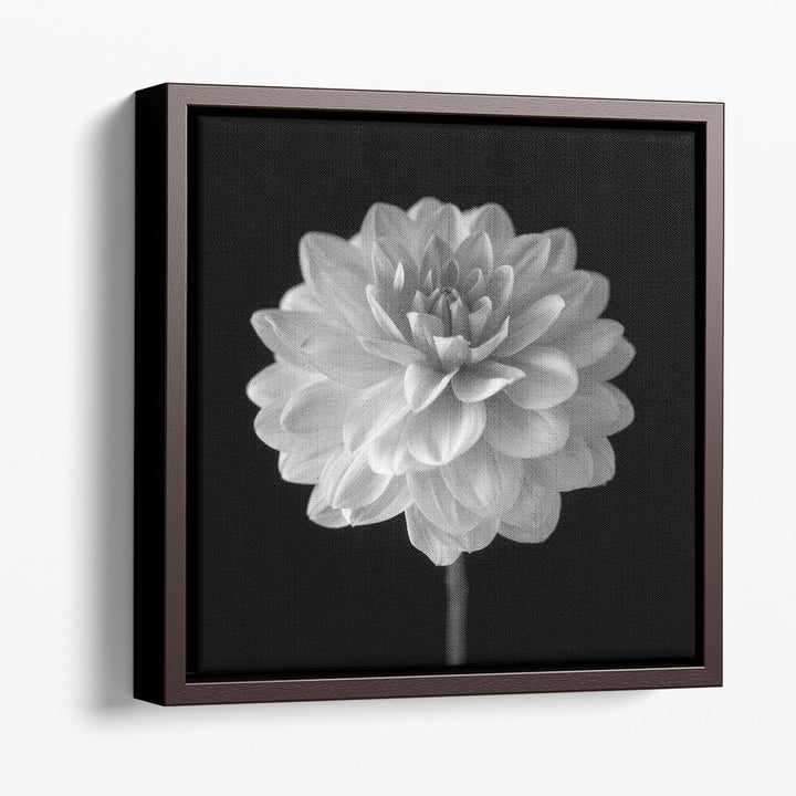 Dahlia Flower on Black - Canvas Print Wall Art