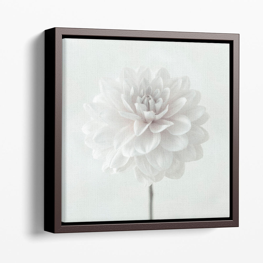 Dahlia Flower on White - Canvas Print Wall Art