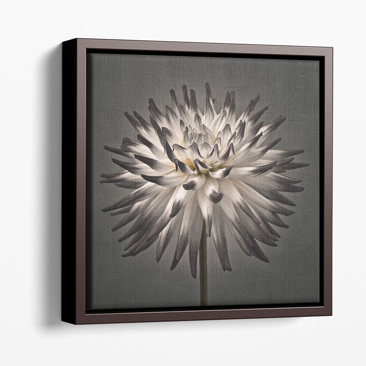 Dahlia Flowers 1 - Canvas Print Wall Art