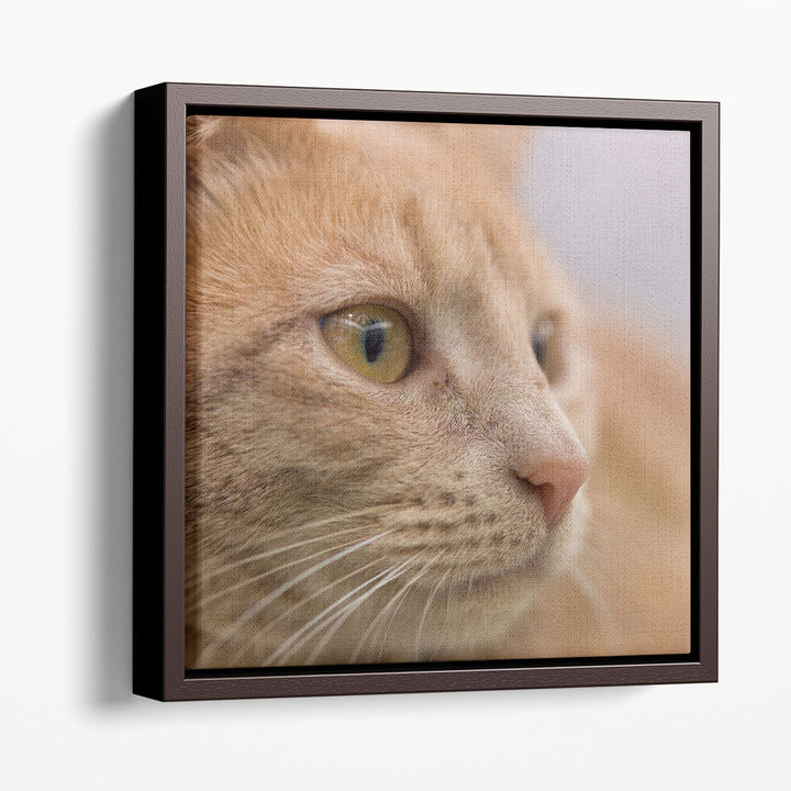 Close Up of a Cat - Canvas Print Wall Art