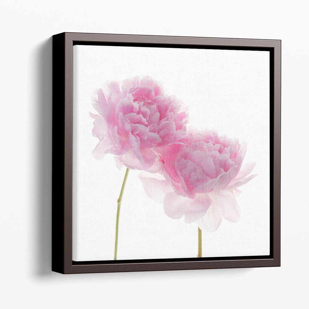 Peonies on White Background - Canvas Print Wall Art