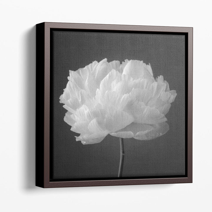 Peony Flower 2 - Canvas Print Wall Art