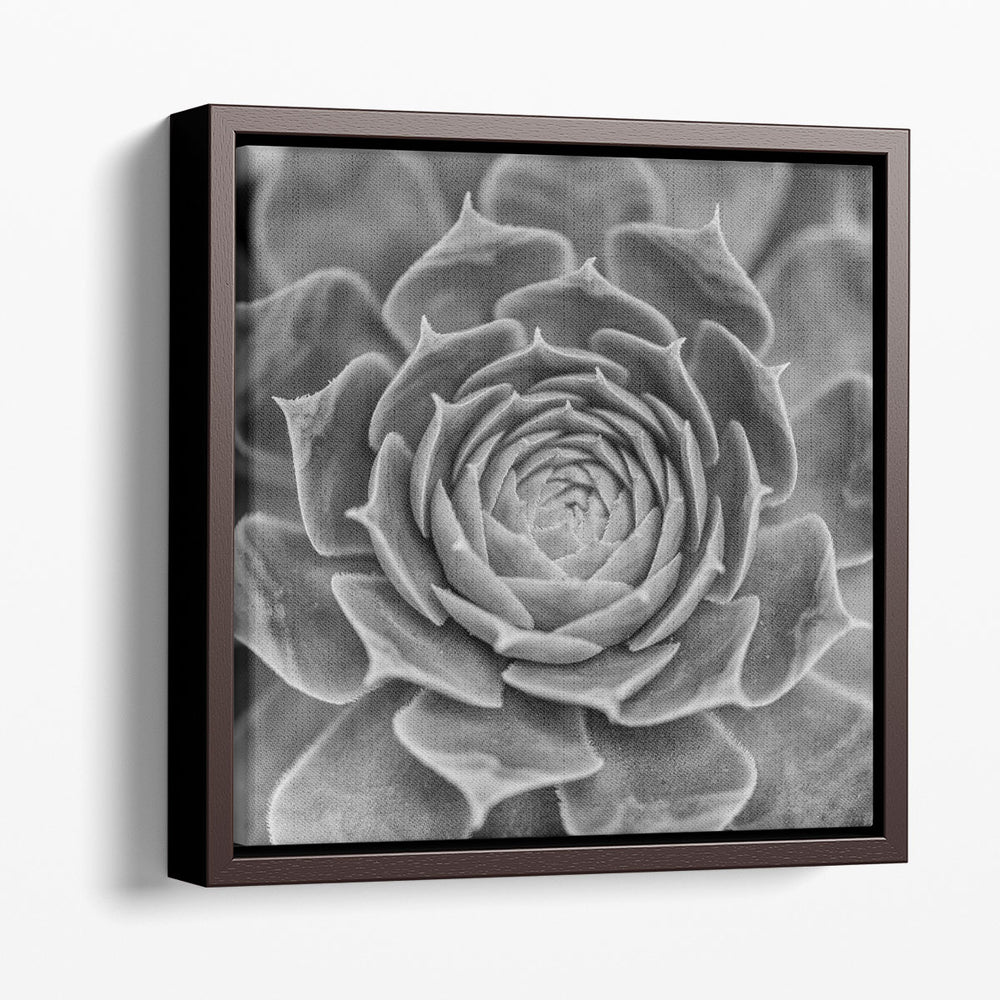 Succulent Plant - Canvas Print Wall Art