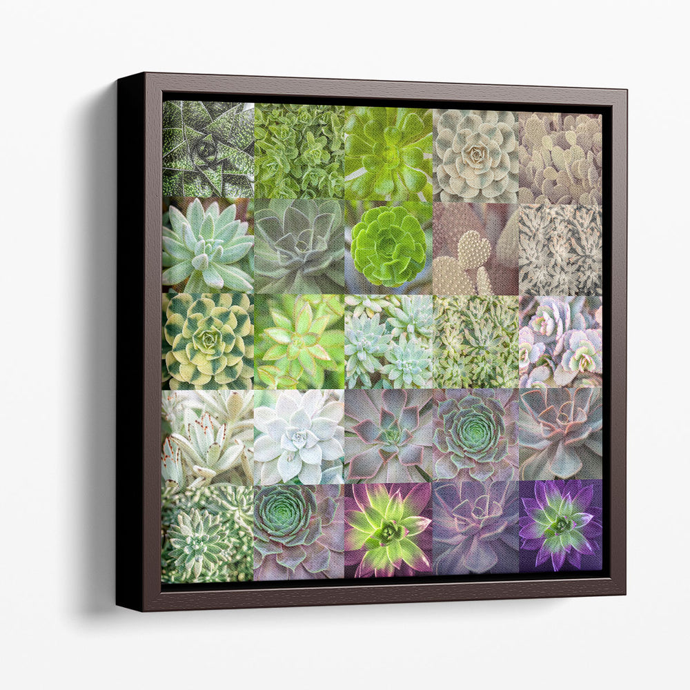 Succulent Plants Collage - Canvas Print Wall Art