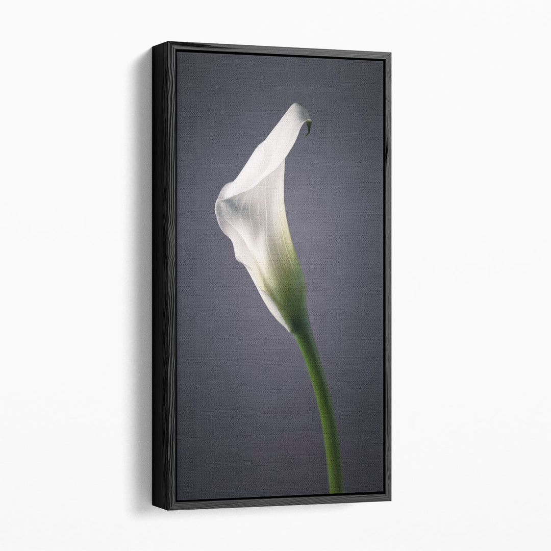 Calla Lilies 2 - Canvas Print Wall Art