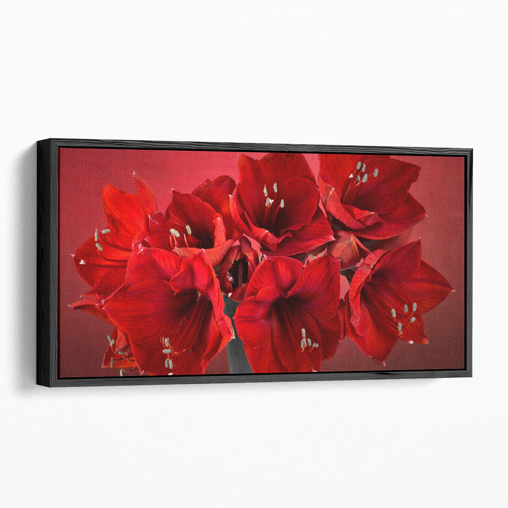 Amaryllis Flower 1 - Canvas Print Wall Art