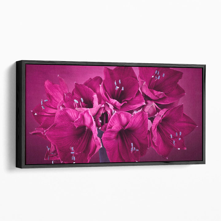 Amaryllis Flower 2 - Canvas Print Wall Art