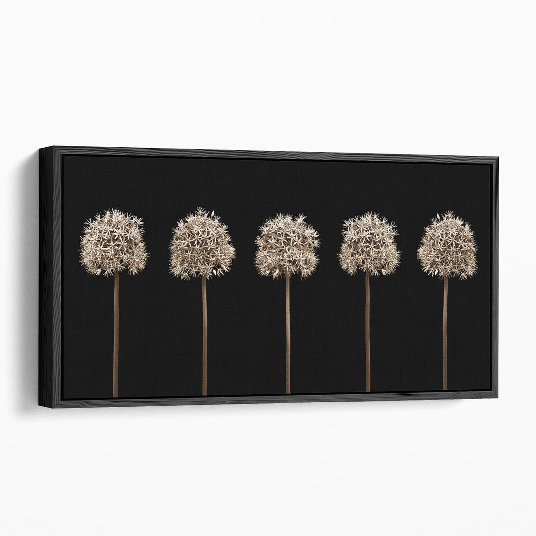 Three Allium Flowers - Canvas Print Wall Art