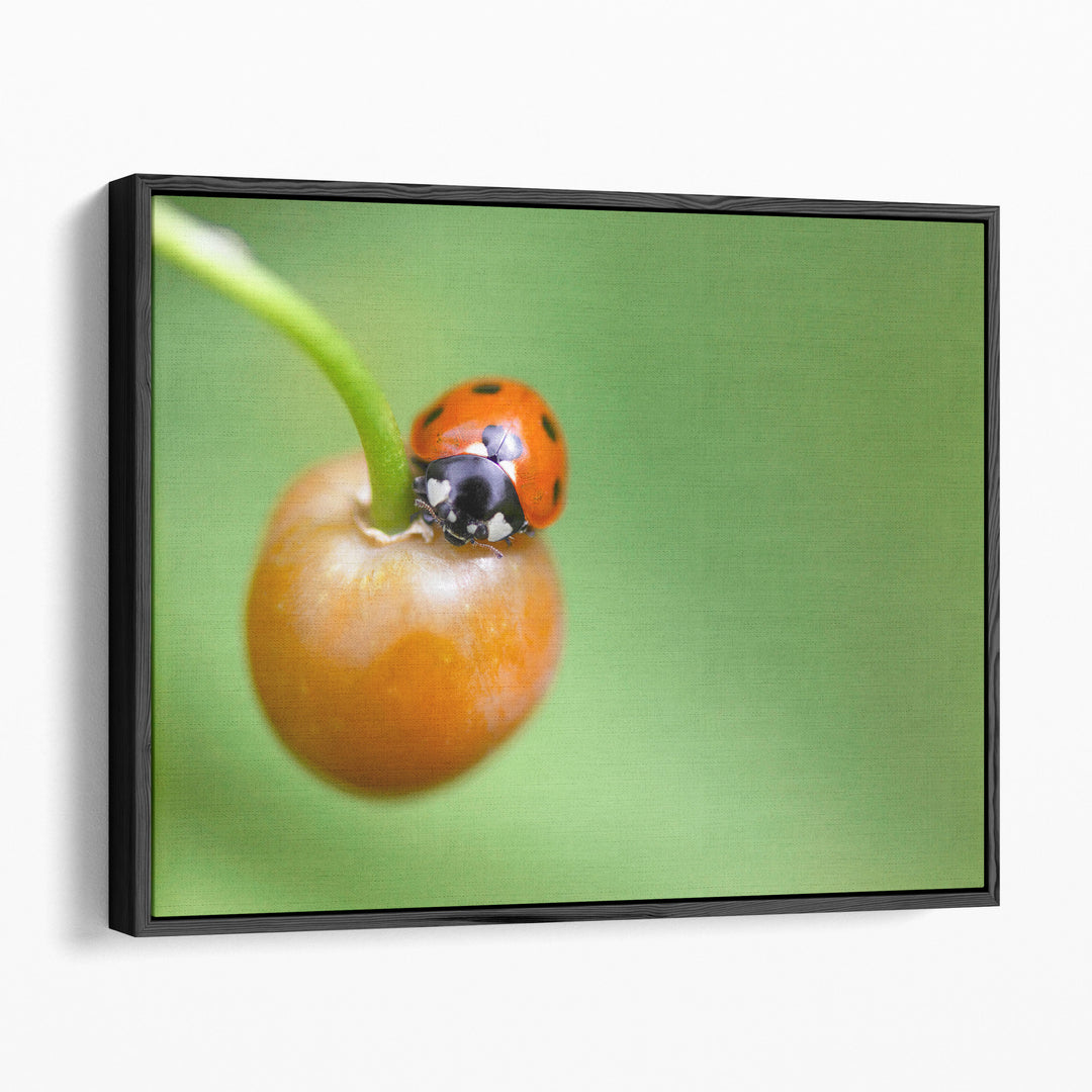 Ladybug On Fruit Close-up - Canvas Print Wall Art