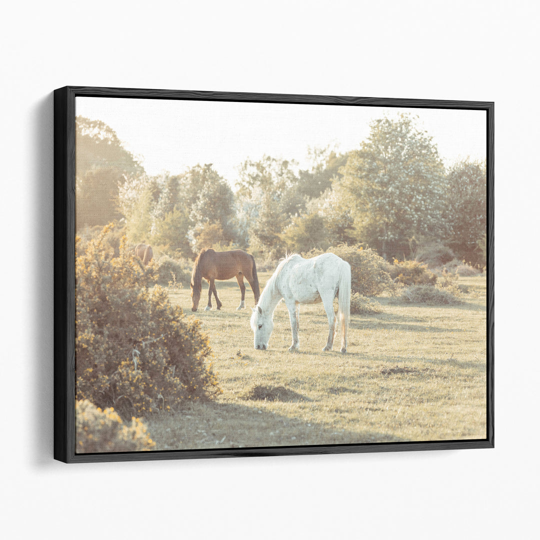 Horses at the New Forest, UK - Canvas Print Wall Art