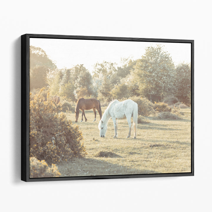 Horses at the New Forest, UK - Canvas Print Wall Art