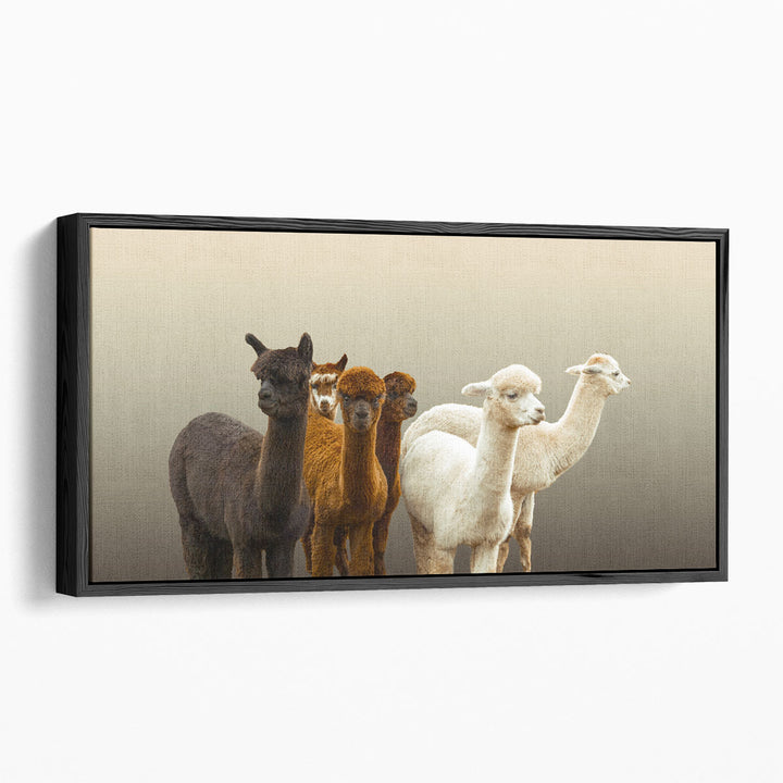 Group of Alpacas - Canvas Print Wall Art