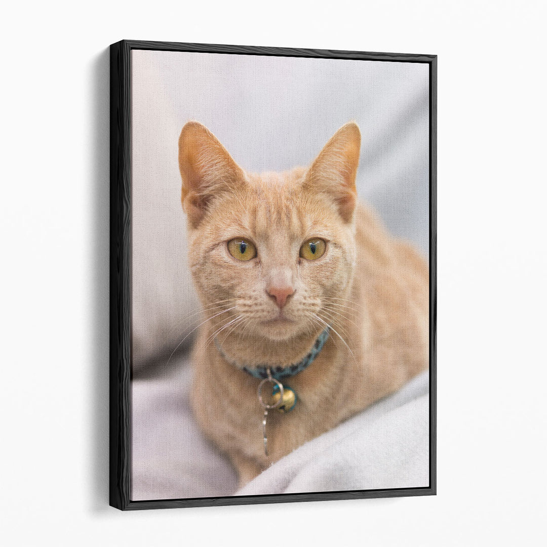 Close Up Of A Cat I - Canvas Print Wall Art